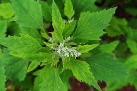 बथुआ के गुण और उससे होने वाले आयुर्वेदिक इलाज