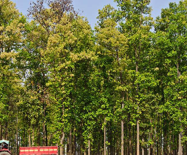 राल (शाल के वृक्ष का गोंद) के गुण और उससे होने वाले आयुर्वेदिक इलाज