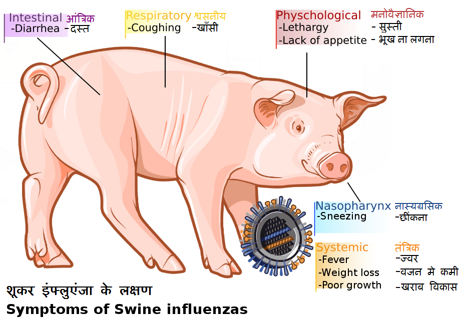 स्वाइन फ्लू