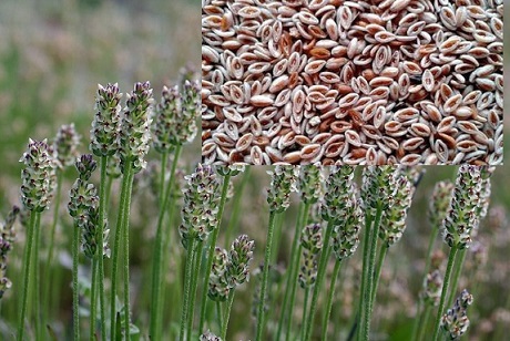 ईसबगोल के गुण और उससे होने वाले आयुर्वेदिक इलाज