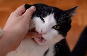 जानवर काटने पर घरेलू उपचार