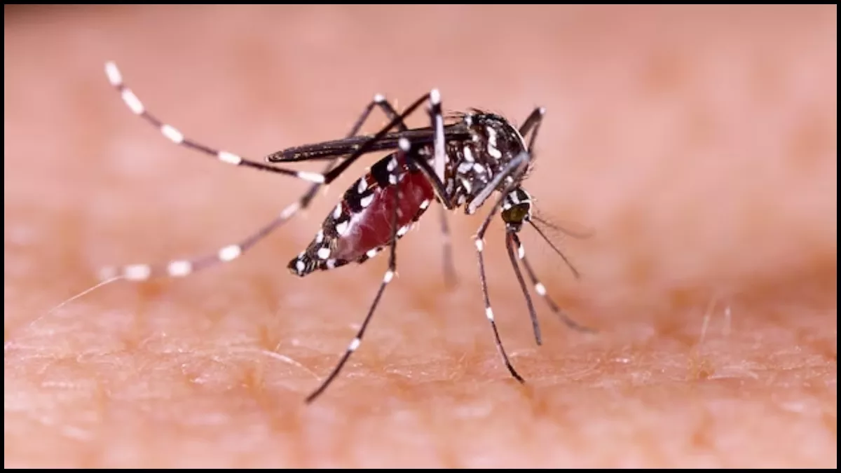 मलेरिया (Malaria)