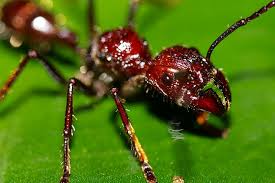 कई प्रकार के जहरीले कीड़े-मकोड़ों के डंक (Sting of several kinds of poisonous insects)