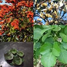 टेसू के गुण और उससे होने वाले आयुर्वेदिक इलाज