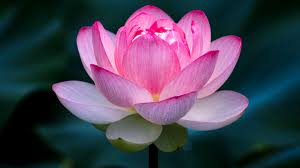 कमल के फूल के गुण और उससे होने वाले आयुर्वेदिक इलाज