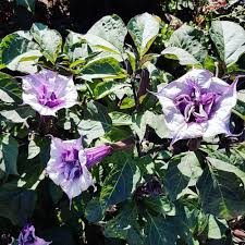 काला धतूरा के गुण और उससे होने वाले आयुर्वेदिक इलाज