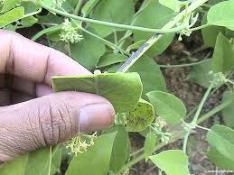 जैंत के गुण और उससे होने वाले आयुर्वेदिक इलाज