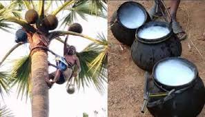 नीरा के गुण और उससे होने वाले आयुर्वेदिक इलाज