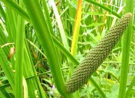 बच के गुण और उससे होने वाले आयुर्वेदिक इलाज