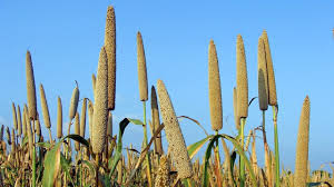 बाजरा के गुण और उससे होने वाले आयुर्वेदिक इलाज