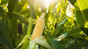 मक्के के गुण और उससे होने वाले आयुर्वेदिक इलाज