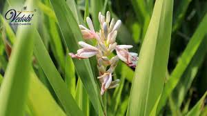 रास्ना के गुण और उससे होने वाले आयुर्वेदिक इलाज