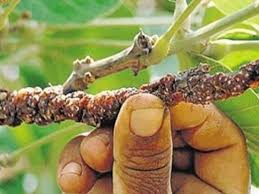 लाख के गुण और उससे होने वाले आयुर्वेदिक इलाज