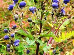 वत्सनाभ के गुण और उससे होने वाले आयुर्वेदिक इलाज