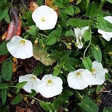 शंखपुष्पी  के गुण और उससे होने वाले आयुर्वेदिक इलाज