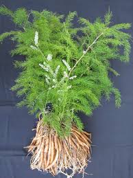 शतावर के गुण और उससे होने वाले आयुर्वेदिक इलाज