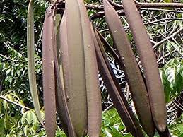 सोनापाठा के गुण और उससे होने वाले आयुर्वेदिक इलाज