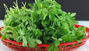 हरी मेथी के गुण और उससे होने वाले आयुर्वेदिक इलाज